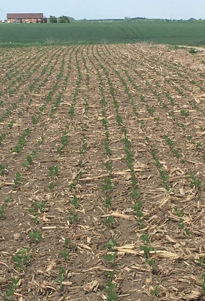 With a soybean seeding season that quickly turned from damp to dry to desert, we are very happy with the consistency of the stands of beans we have.  It appears that @precision_plant #seederforce is set give us an even better ROI than we hoped! #ontag #plant18 <a href="/argis2000ltd/">Argis 2000 Ltd.</a>