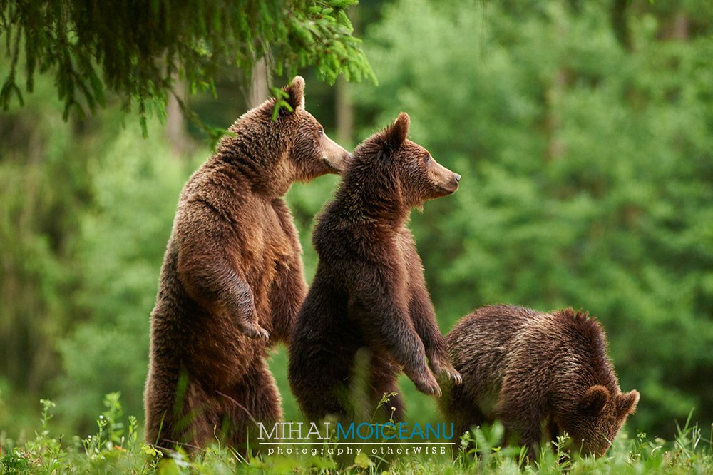 Ghici cine vine la cina ? #Transylvania #BrownBear #Wildlife #MountainForest #BearFight #BearSupremacy #WildBrownBear #Photography