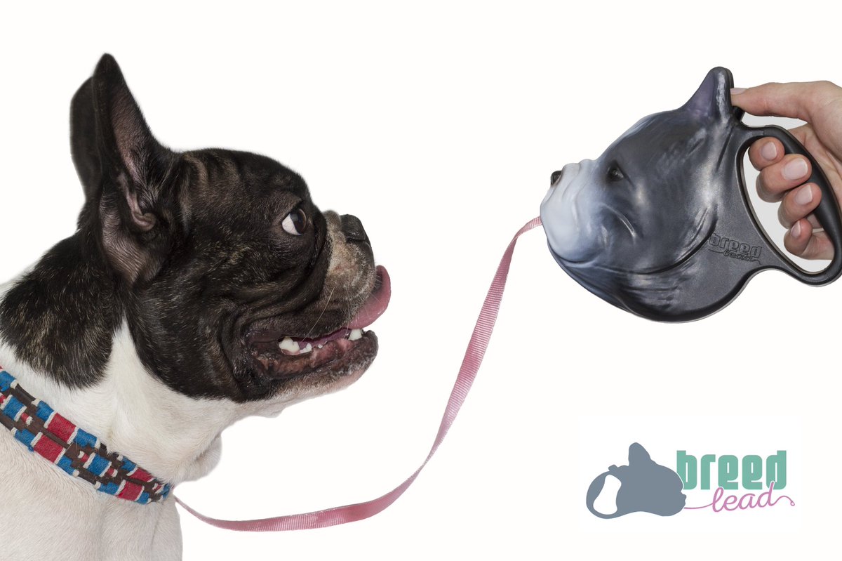 Breedlead's tweet photo. People started to pledge on our @kickstarter campaign! Make sure you get your discounted @Breedlead! #Discounts #FrenchBulldog #dogsofinstagram #DogsofTwitter #pugs #Beagle #labradorretriever https://t.co/9ggBHXcDpw