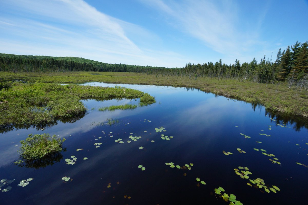 OntarioNature's tweet photo. This photo (Spruce Bog Trail in @Algonquin_PP) is only one of the many incredible images submitted to our Picturing Protection Photo Contest so far! You can go vote for your favourite photo or submit a photo of your own for your chance to win! Visit: https://t.co/0BN2U3PtJt https://t.co/mfEprBUkLX