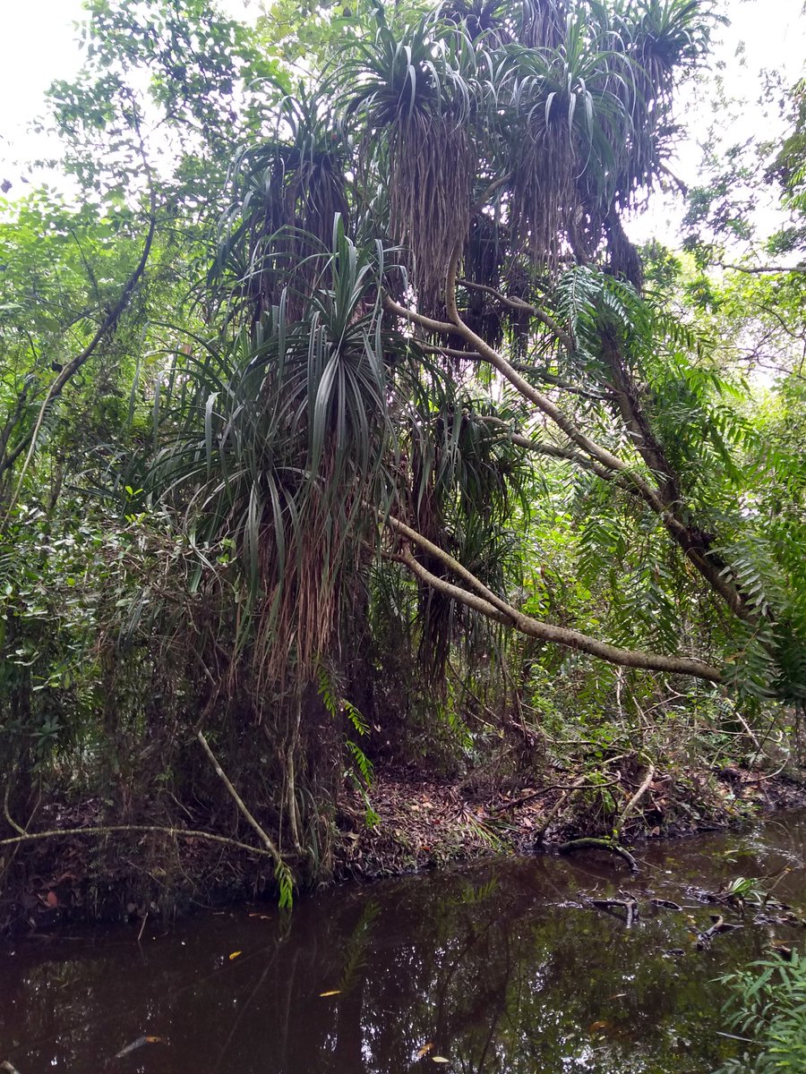 anilmaruthoor's tweet image. Seeking partners to market #screwpine crafts from #Kuttanad Below Sea Level Farming Area- a Globally Important Agricultural Heritage System recognized @FAO to help a thousand women artisans