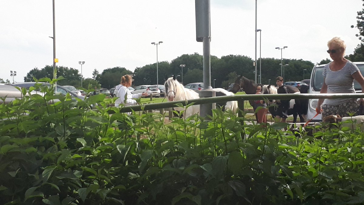 AbiBosher's tweet photo. Escapees! @royalhospital @LibraryCRH 🐎🦄🐴#guiltyfaces https://t.co/p3Fchljm02