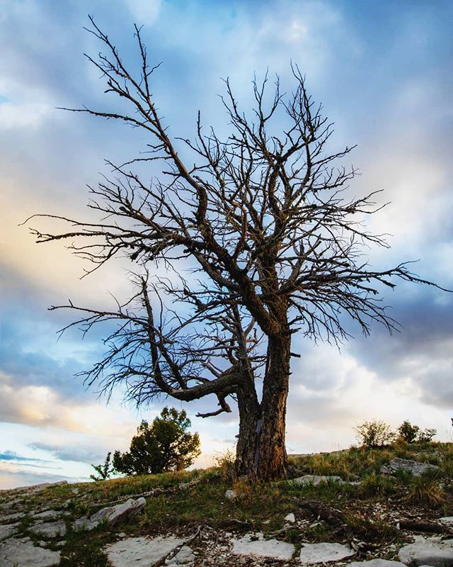 Brendanvanson's tweet photo. Not all trees are created equally!
Shoot on @sandiskeurope
#speeduptheflow https://t.co/OgJ6RStAhd https://t.co/QWYKNOJClL