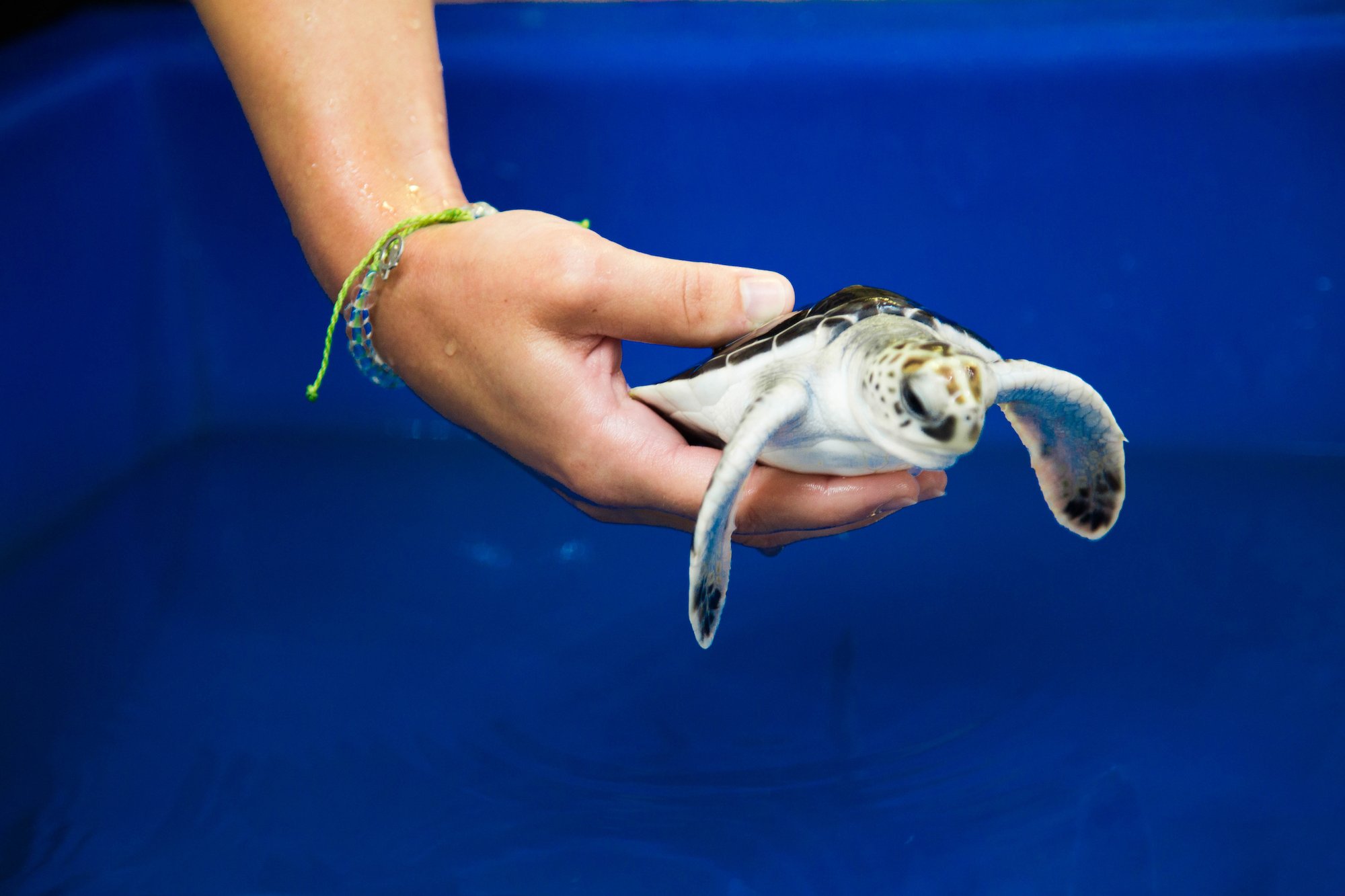 Following Baby Sea Turtles – 4ocean