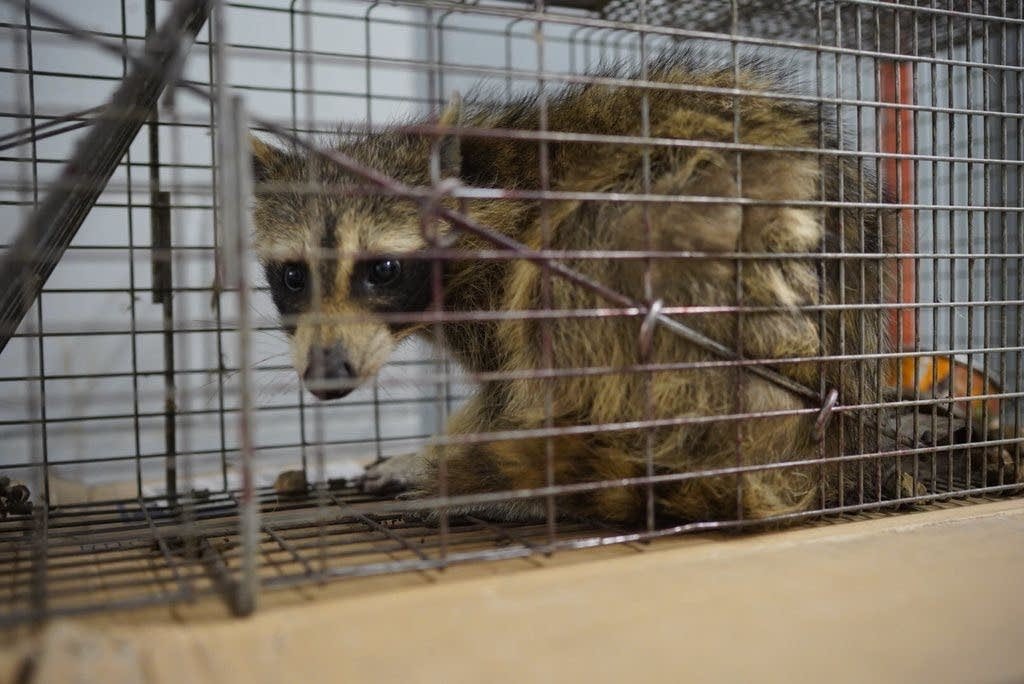Dawn Young-McDaniel (@justdawn_) on Twitter photo <a href="/girlsreallyrule/">Amee Vanderpool</a> The representative from the Wildlife Org said the #mprraccoon is a female.
As all women, she persisted!
#AnimalRescue
#MPRaccoon <a href="/girlsreallyrule/">Amee Vanderpool</a> The representative from the Wildlife Org said the #mprraccoon is a female.
As all women, she persisted!
#AnimalRescue
#MPRaccoon