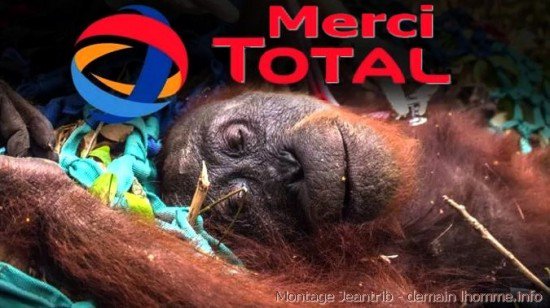 _Naeray's tweet photo. Demain à 18H, un # sera lancé dans le but de dénoncer les 300.000 tonnes d'huile de palme utilisées par an pour le bio-diesel de Total.
Si des personnes influentes sont intéressées, merci de me contacter en DM.
Merci de partager l'info en RT ce tweet en masse.
Soyez nombreux ! https://t.co/LULQmOiRf6