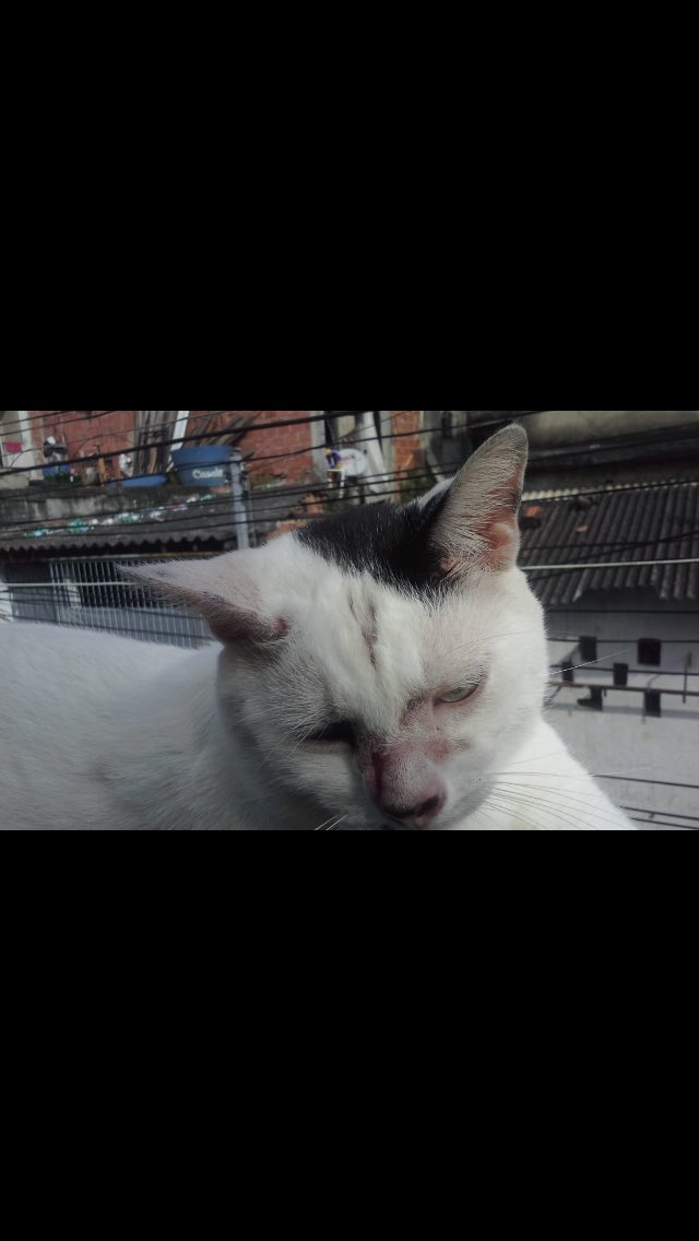 liomessimaniaca's tweet photo. Galera seguem imagens da recuperação do gatinho.
Muito obrigada pra quem ajudou, de coração. https://t.co/5XXJ0u3J94
