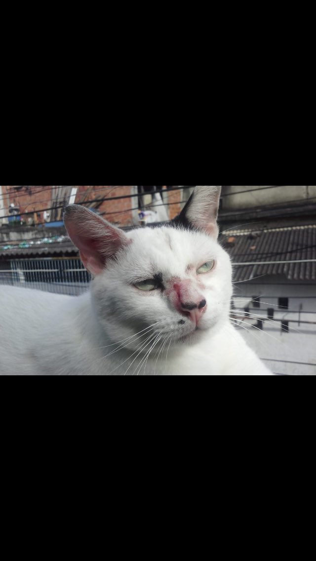 liomessimaniaca's tweet photo. Galera seguem imagens da recuperação do gatinho.
Muito obrigada pra quem ajudou, de coração. https://t.co/5XXJ0u3J94