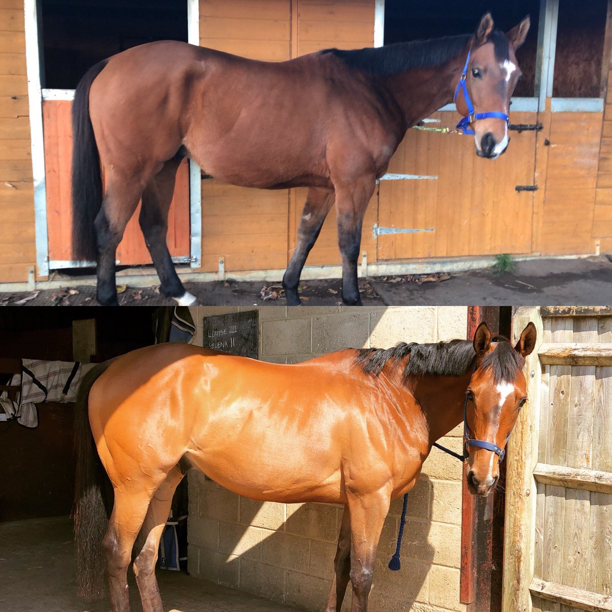 nickiethomaas's tweet photo. Some major change and progress from my main main #BishopWulstan. Muscle and topline building up nicely👏🏻 #6monthprogress #ExRacehorse #ROR https://t.co/anvhLJK1hC