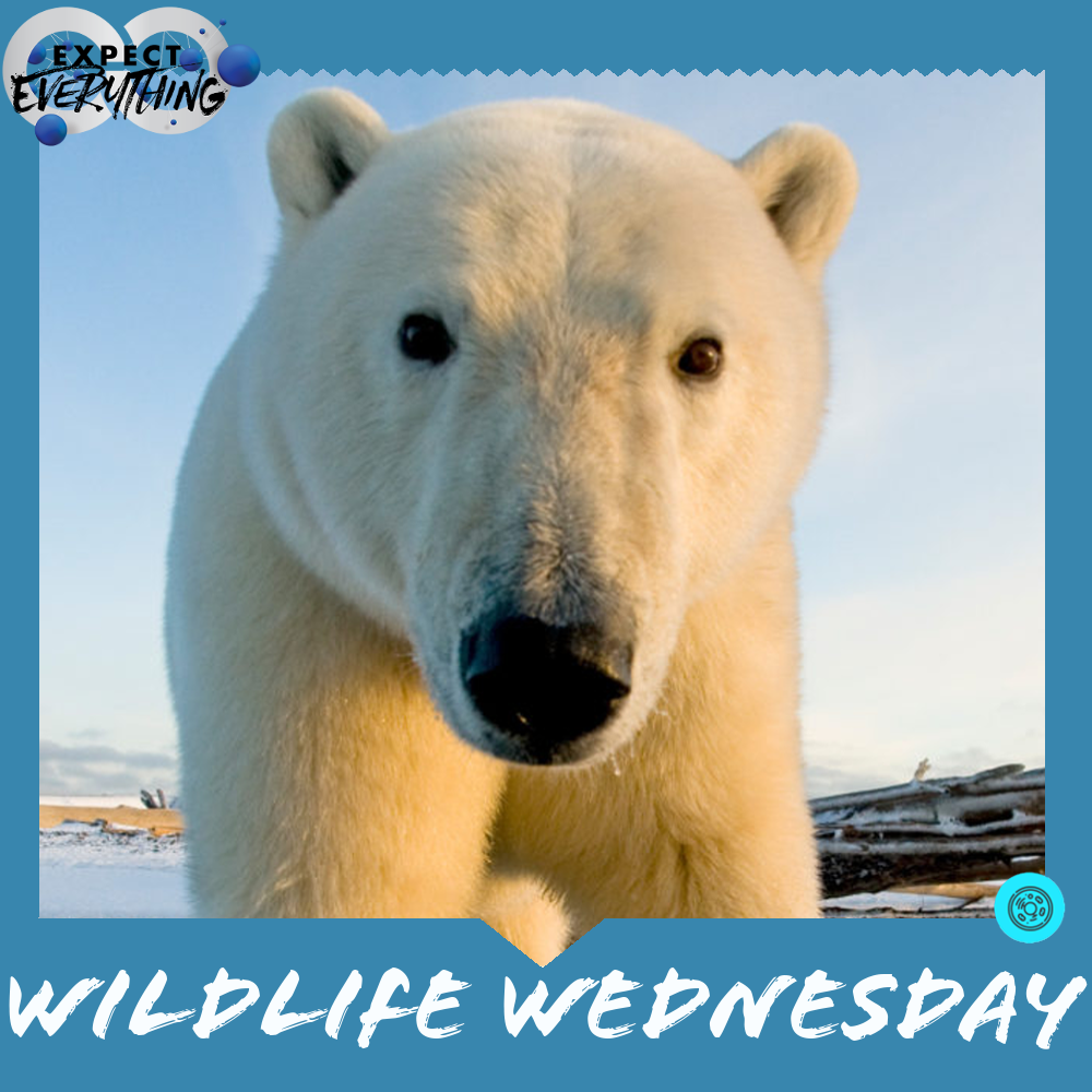 Expect Everything tweet media