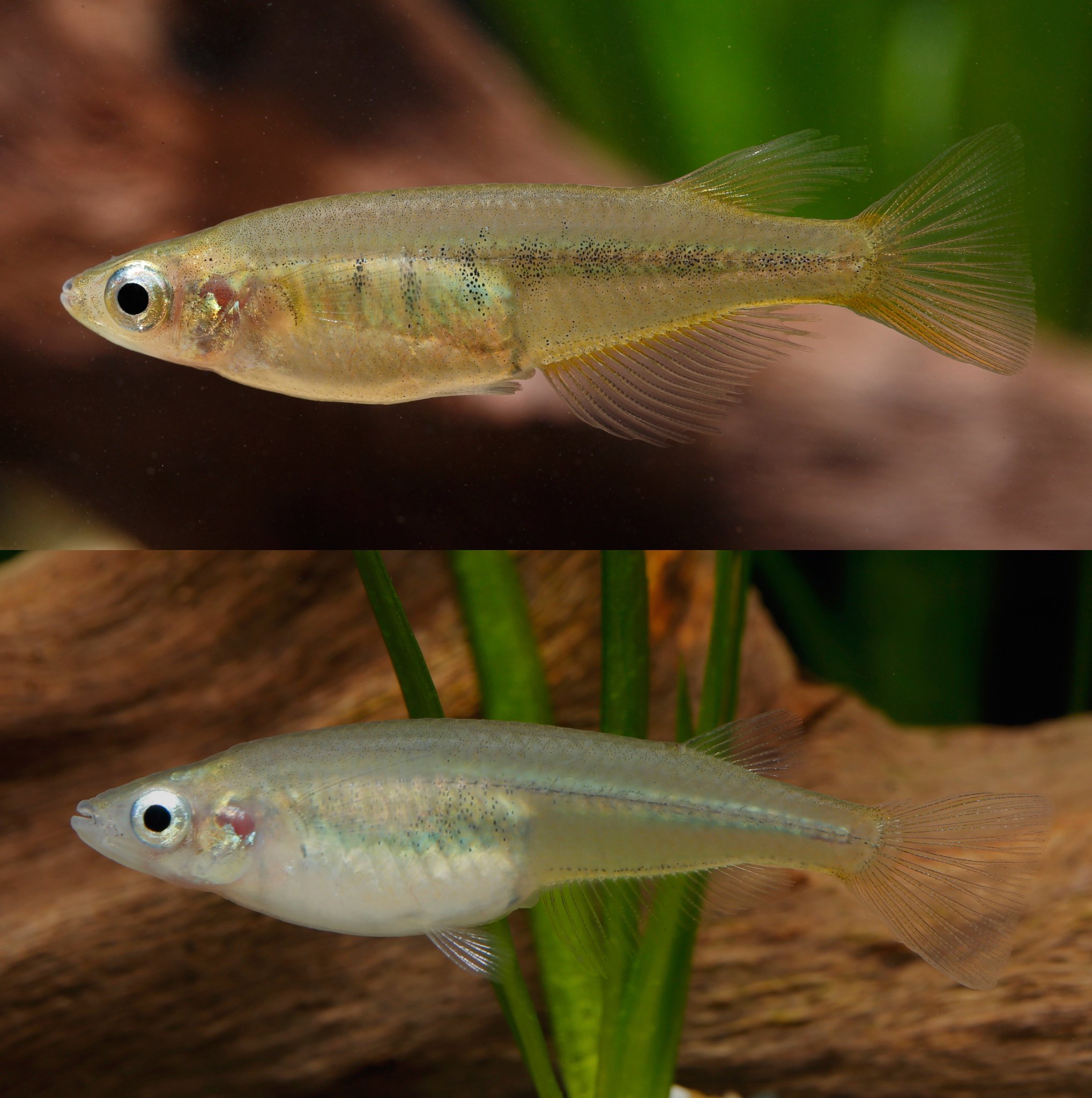 #NewInCopeia 🐟 A New Riverine Ricefish of the Genus Oryzias (Beloniformes,...