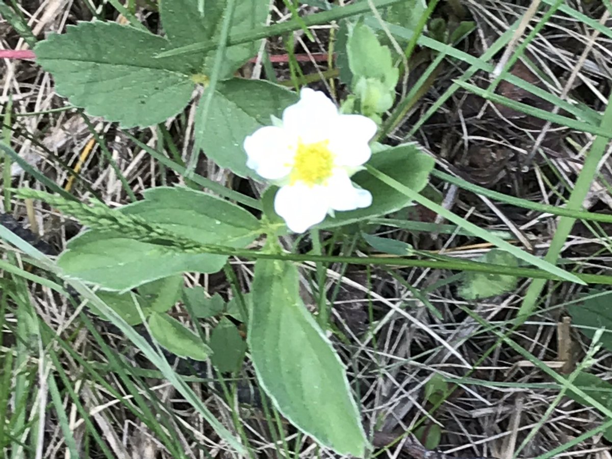 MuskLight33's tweet image. I am that I am ~ Acknowledgment of your essence being God; not outside of you or out there; held within, eternally gifting, threading, weaving through you as you weave through Creation. #Universalunity #GodWithin Happy New Moon