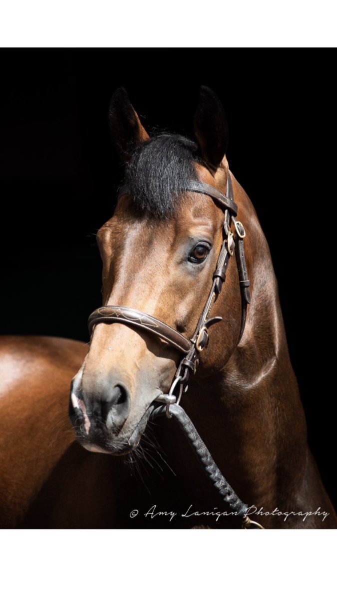 CPStudOfficial's tweet image. Another day and another winner for #Mayson with his daughter CLUBBABLE winning her second race this season when taking the valuable fillies race @ChelmsfordCRC for @RichardFahey