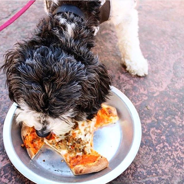 stanleysbarroom's tweet photo. Slice slice baby ππΆ
.
#FetchNE Pizza will be open today at 3pm!
Join us and @twincitieslive for a special live broadcast and happy hour on the paw-tio from 3:00 - 4:30pm today! Pizza for humans and pups!
πΈ: @poseythepoo https://t.co/M30T0EvyyI https://t.co/tprdiBhOvu