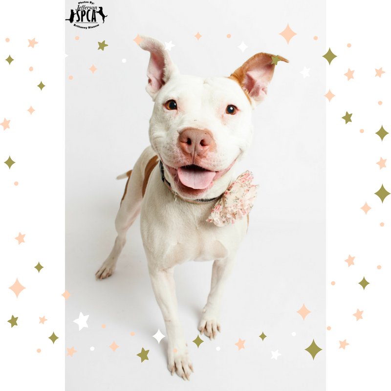 JeffersonFeed's tweet photo. Come meet your new best friend (and some of her friends) this Saturday at our Jefferson location! To preview these adoptable animals from our local shelters, use our pet finder search at https://t.co/rDWKJWFMGk. #fureverhome #adoptdontshop #neworleans https://t.co/omrgIbul5J