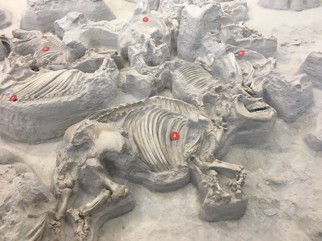 Dr_CrocoGator's tweet photo. #RoadTrip to #Wyoming continues with a stop at the amazing rhino-filled Ashfall Fossil Beds State Park in Nebraska. This site preserves victims from a 12 million year old volcanic eruption, burying this watering hole in ash. Such an incredible place! #AshfallFossilBeds https://t.co/JLoFNL7S46