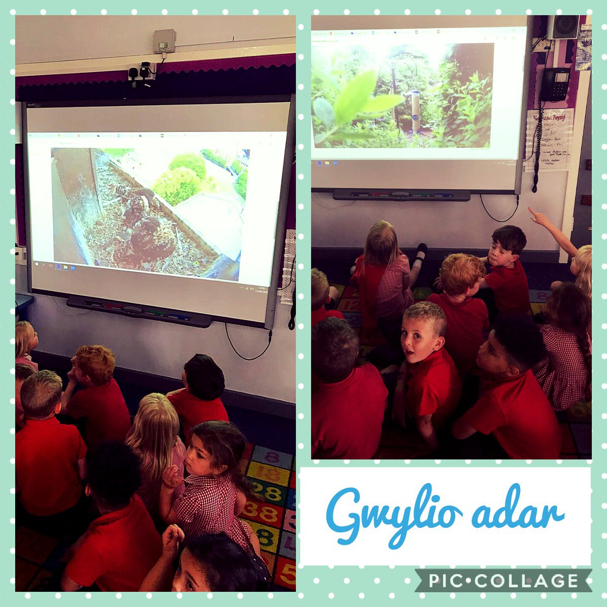 Diwrnod 13 o #30DiwrnodGwyllt ac mae dosbarth Miss Sheppeard wedi bod yn gwylio adar ar gwe-gam byw! 🐦🐥/ Day 13 of #30DaysWild and Miss Sheppeard's class have been bird watching from a live web cam! #naturygc