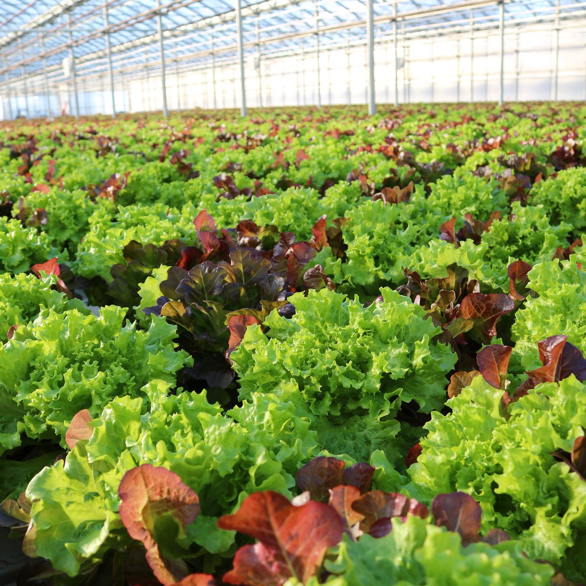 hamiltonecdev's tweet photo. The new #Hamont Farm Map &amp; Directory now available at https://t.co/iLRUwAu4Lg. 

Find local farms, produce and adventure. The interactive map is easy-to-use and provides information and locations to access local food, products and what’s in season. #agriculture https://t.co/zEeWSxpRar