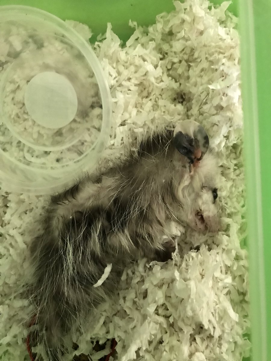 joc_259's tweet photo. New class pet! @MrAmigo @MayberryMMS https://t.co/NNNfJfj9Pp