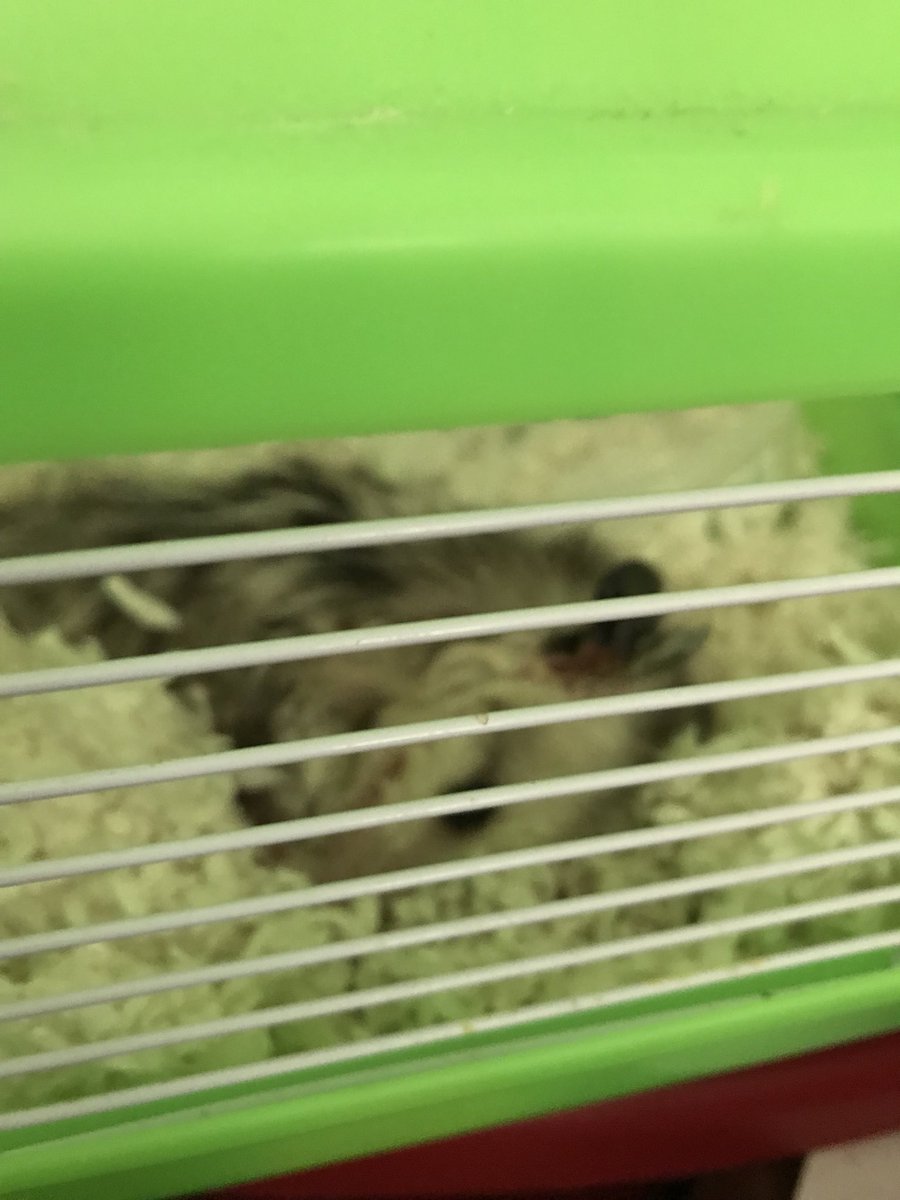 joc_259's tweet photo. New class pet! @MrAmigo @MayberryMMS https://t.co/NNNfJfj9Pp