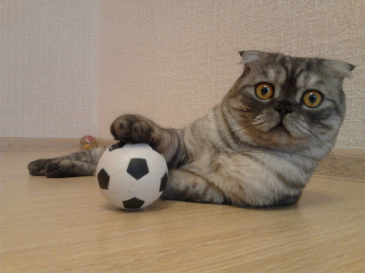 Кот футбол