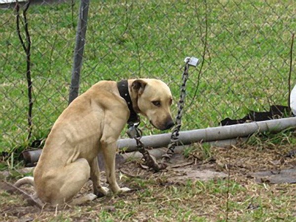 1221Media's tweet photo. "I felt like a dog on a chain and I couldn't get off it" - 'Isobel' describes how trapped she felt whilst in an abusive relationship (DV Resource Centre Victoria). Let's make sure we teach Healthy Relationships so the entrapment never starts. https://t.co/xjYVMB4Hp3