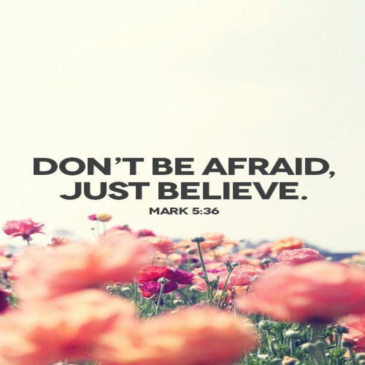 PrimoBibleVerse's tweet photo. Mark 5:36 ESV #bible #bibleverse  #Mark #TrustInMarriageVerses  #AfraidVerses  https://t.co/2cp4y8TP2I https://t.co/8WPJsvRnJe