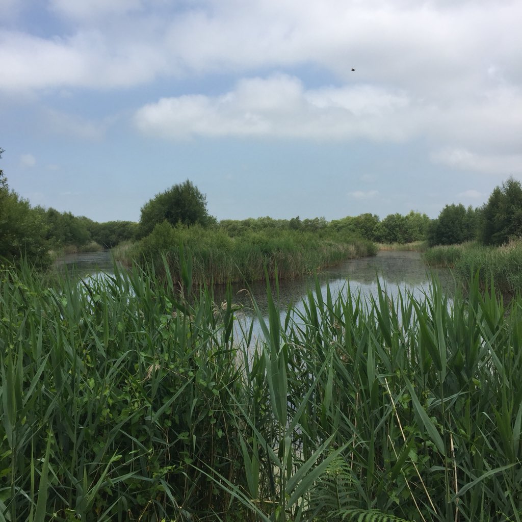 A great job opportunity to work on the critically endangered #Europeaneel in a fantastic #wetland location (@AvalonMarshes) with @SomersetWT, @WestcountryRT, @EelGroup and @BristolAvonRT 

somersetwildlife.org/Wetland_Ecolog…