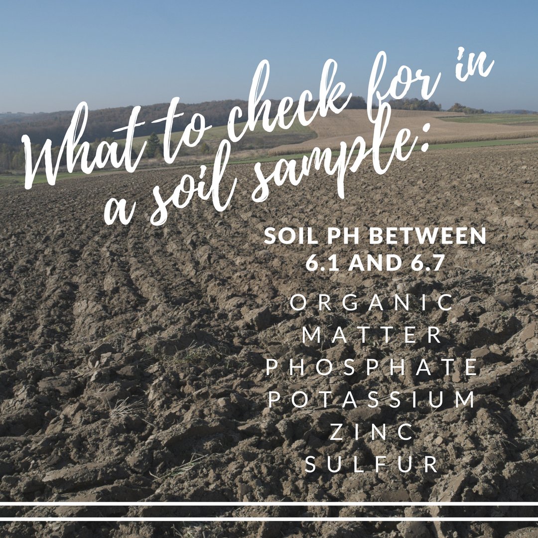 AroniaBerryServ's tweet photo. Before planting, you should check the soil. What are you looking for? Find out here! https://t.co/AnLcUEd8vA