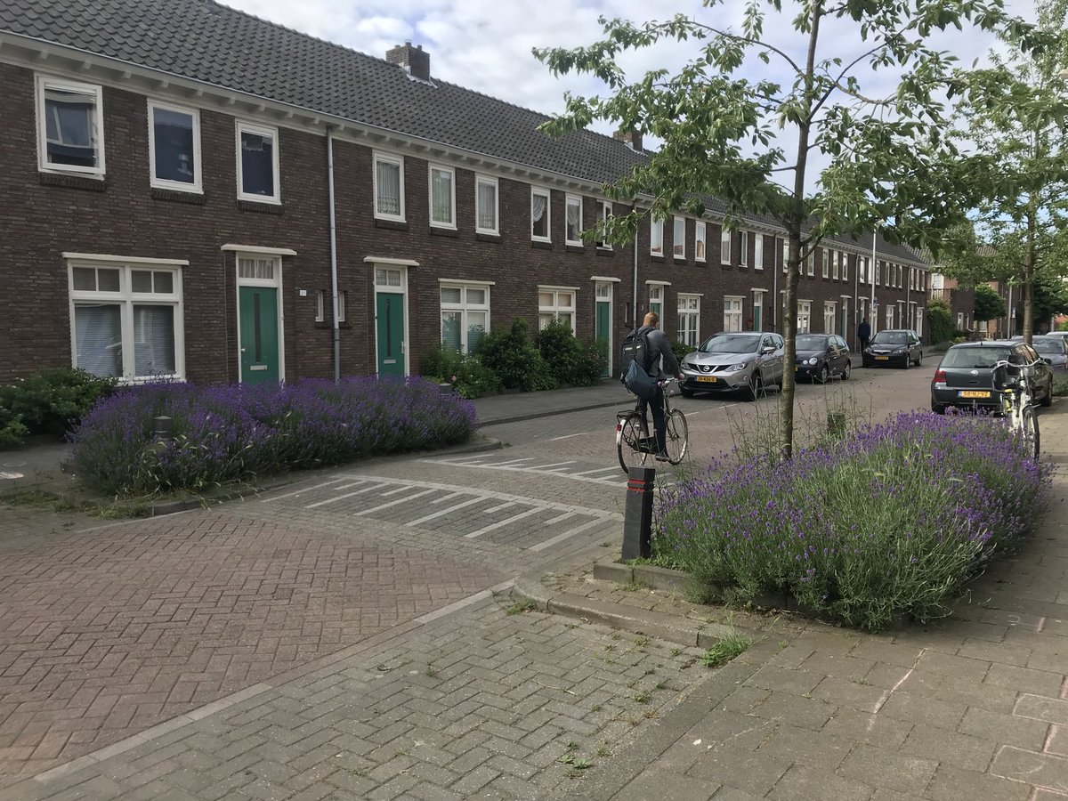 Elk jaar weer genieten van de bloeiende lavendel in de #Tuinbouwstraat #Pijlsweerd #Utrecht. Dank voor jullie inspanningen 5 jaar geleden <a href="/MarinaSlij/">Marina Slijkerman</a> en @WBNoordwest #wiezaaitzaloogsten