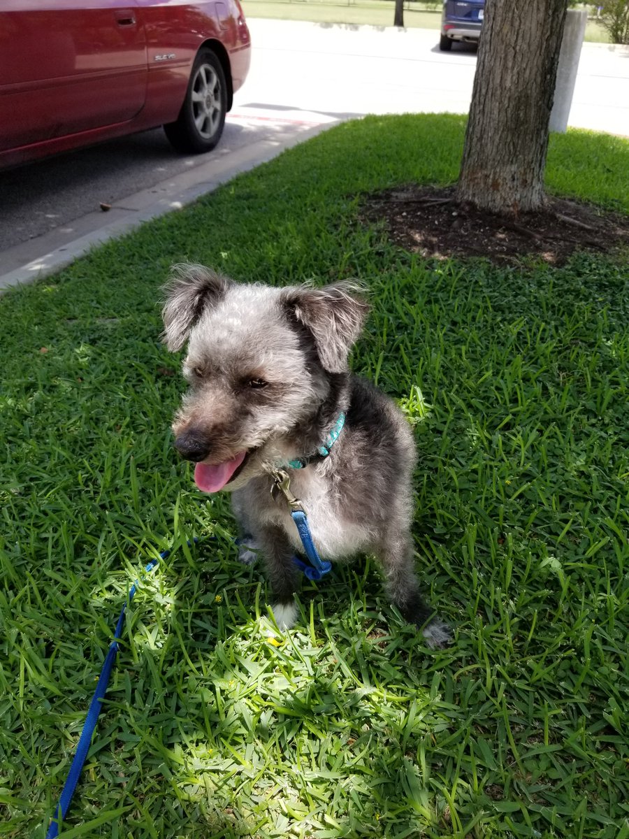 kharvey1450's tweet photo. Quick stop at the library after the vet to pick up a book on hold...apparently, dogs are literally frowned upon in a library, even if it's this sweet face! #yesiknowbetter #couldnotwait for my book tho! https://t.co/rfCyiYJTwY
