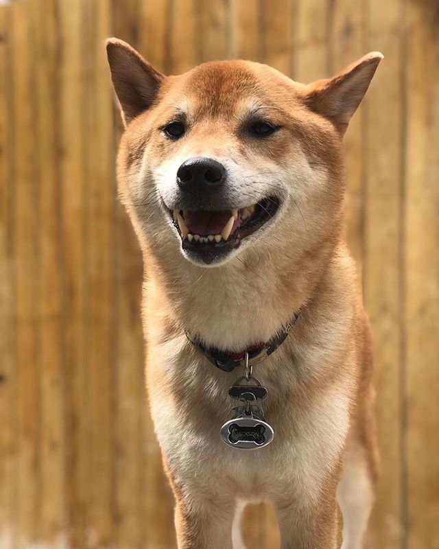 theurbanhound's tweet image. Happy 🦊
·
·
·
#theurbanhoundhotel #urbanhound #dogsofthesouthend #dogsofboston #theurbanhound #southenddogs #bostondogs #bostondogtrainer #bostondogwalker #bostondoggroomer #bostondogtraining #bostonbusiness #dogsinboston ift.tt/2LO7bru