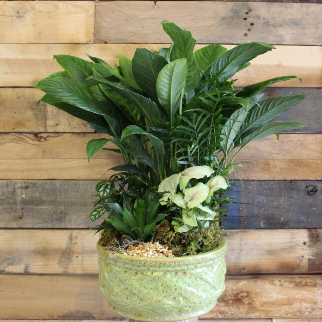 Celebrate Dad and show him your appreciation this Sunday on #FathersDay with a long lasting plant! Order now and take 15% off your Father's Day order with coupon code MIADAD15 at checkout.
