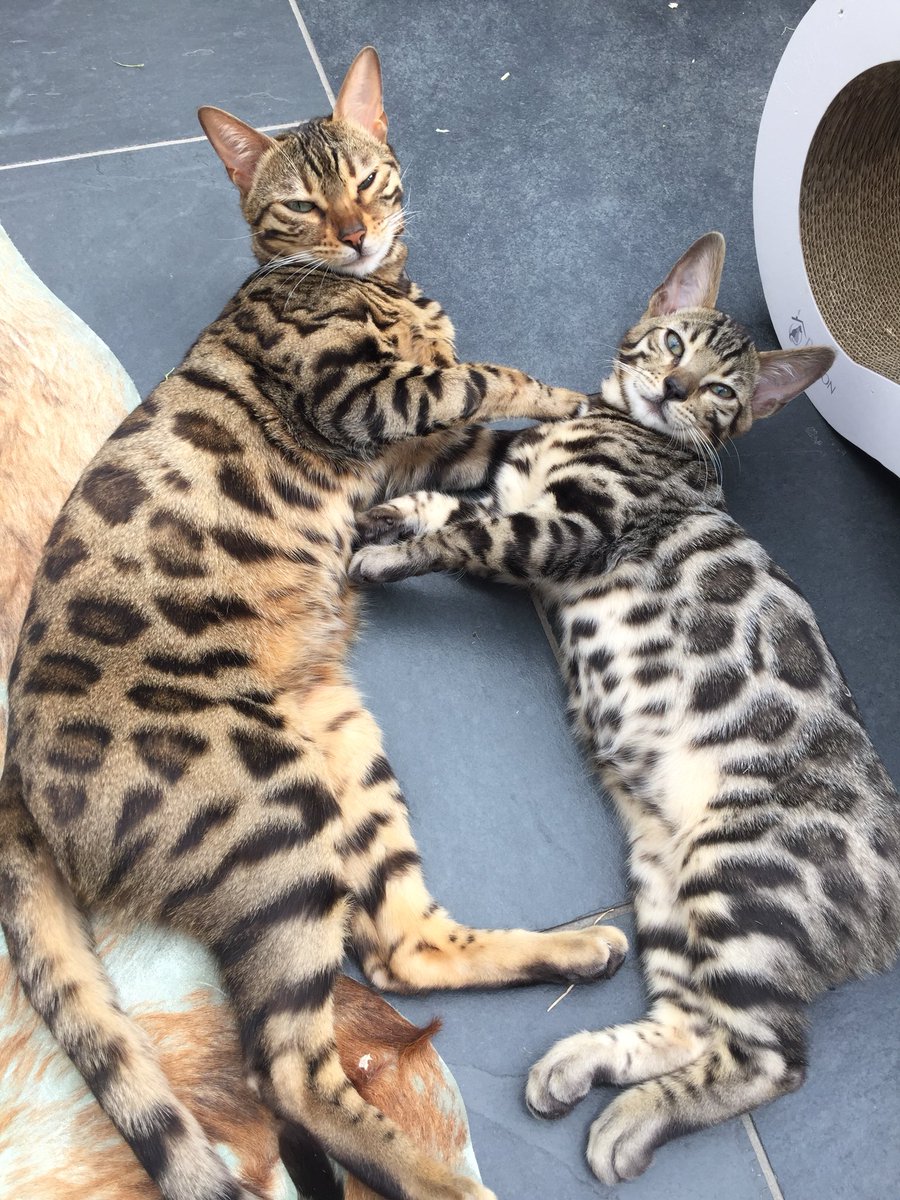 BengalWilma's tweet photo. Ok .. you caught us hugging 😽😽😺😺🐾 #FinallyPeace #FriendsNow #FightingPause #Bengals https://t.co/oKNyqU9H0X
