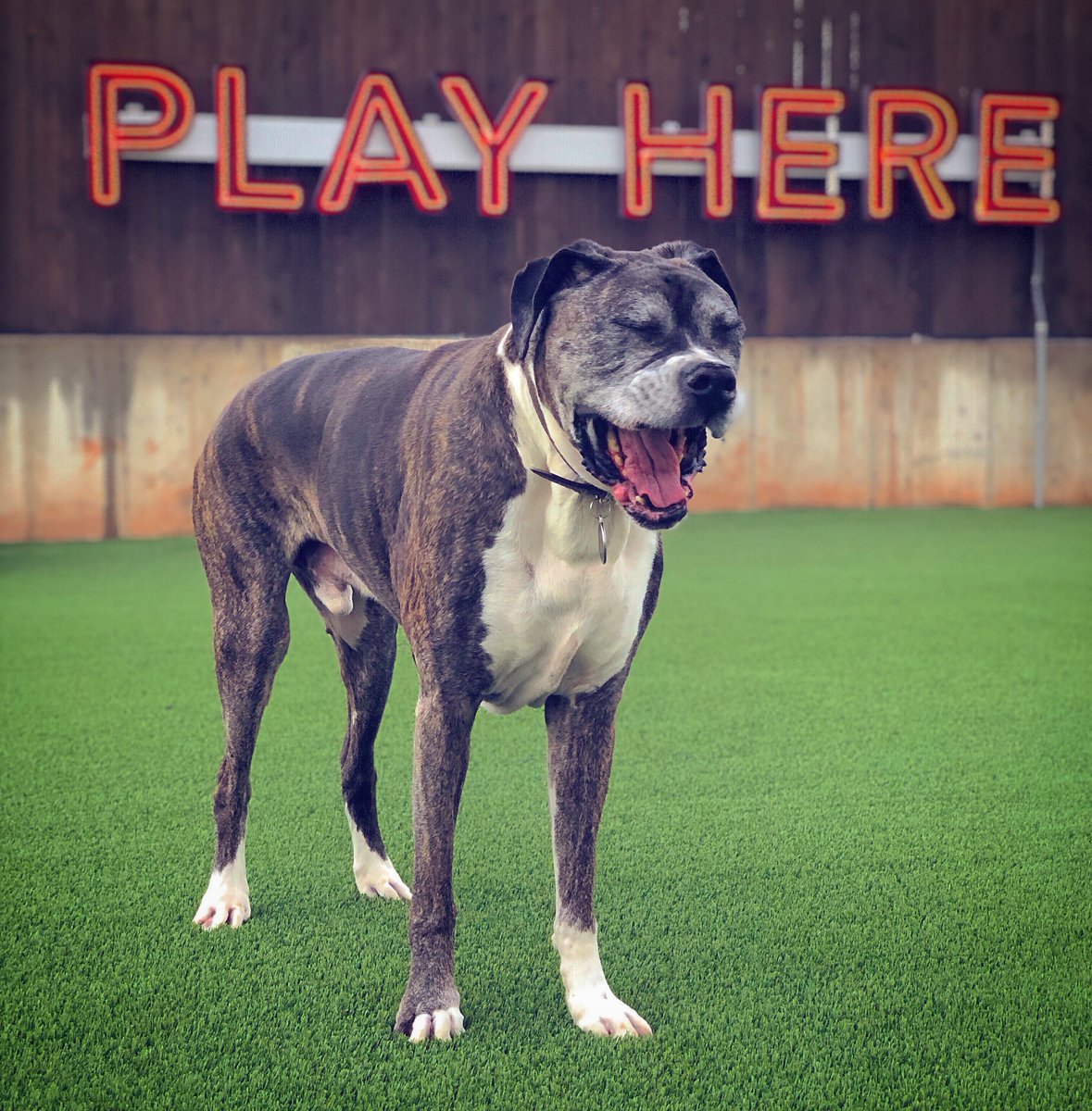 ajc's tweet photo. Atlanta dog park-bar-restaurant Fetch opening this weekend with coffee service https://t.co/1DHmTt51SJ https://t.co/k9tpv8LnDL