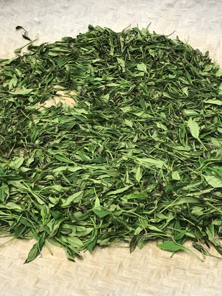 worldteamedia's tweet photo. Weβre on to rolling teas in the #TeaProcessing class at #WorldTeaExpo These skill building classes take the #handson approach very seriously going from #tealeaves to processed tea in 2 days! https://t.co/HMfIFUUOKS