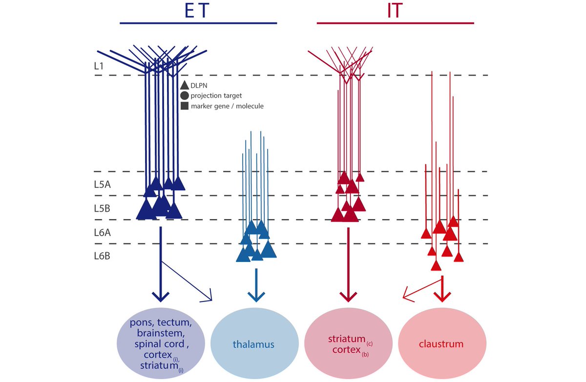 TEschJNFE's tweet photo. Learn all about deep-layer pyramidal cells that project within and outside the cortex in a @SfNJournals #jneurosci @JNeuroscience review article.
Almost forgot the link! https://t.co/HW3AX0wO6W https://t.co/hZUf7xaImk