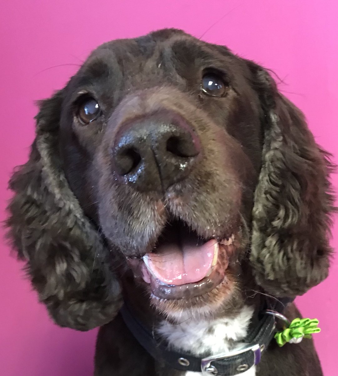 ShortDognSides's tweet photo. Lovely boy Buddy โค๏ธ
#workingcocker #cocker #petstyles #groomingsalon #lancashirehour
https://t.co/a1NfzUlXWn https://t.co/XRdXDBlfsc