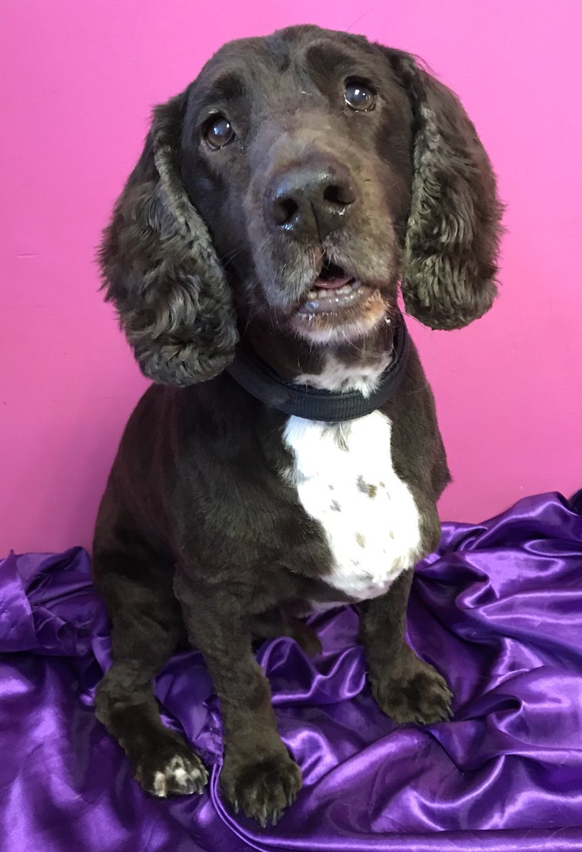 ShortDognSides's tweet photo. Lovely boy Buddy โค๏ธ
#workingcocker #cocker #petstyles #groomingsalon #lancashirehour
https://t.co/a1NfzUlXWn https://t.co/XRdXDBlfsc
