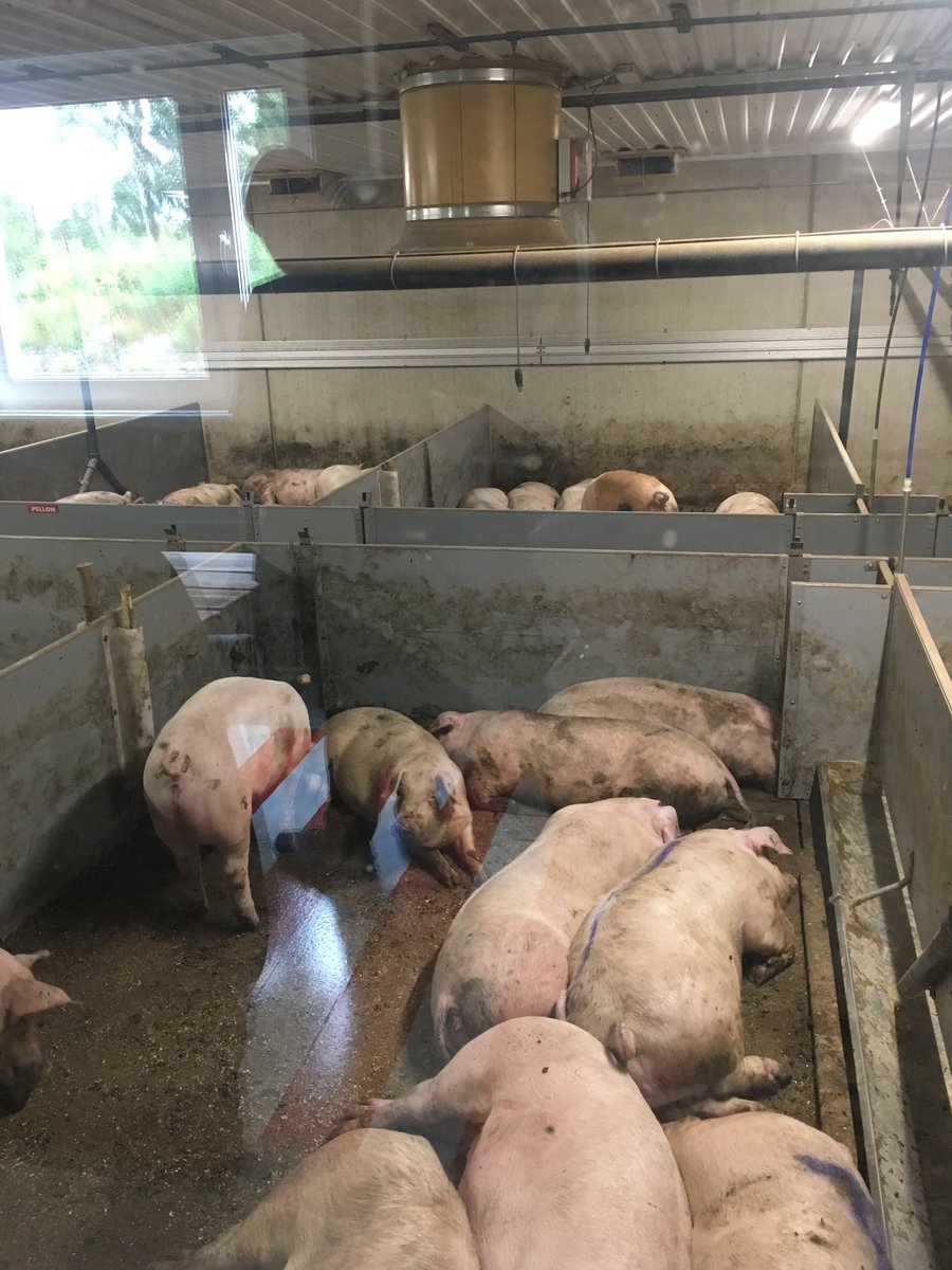 FooFoodist's tweet photo. Learned today that pigs in Finland and Sweden can keep their tails, unlike in other parts of the world. Apparently, stressed pigs have a tendency to chew others' tails. These piggies had cool, furry, handsome tails ❤️ https://t.co/BPsyVPzPTm  #foodproduction #Finnishfood https://t.co/cDusw1b7ay