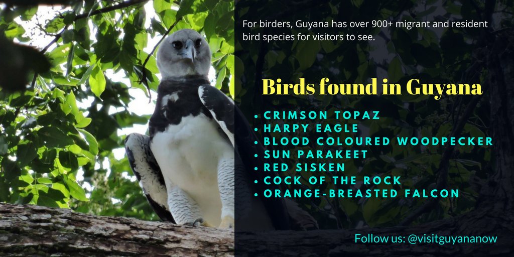 Another amazing reason to #VisitGuyana : it's a birdwatchers Paradise
Learn more: user-un4j8zw.cld.bz/Visit-Guyana-M…
