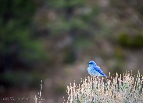 Travel Wyoming tweet media