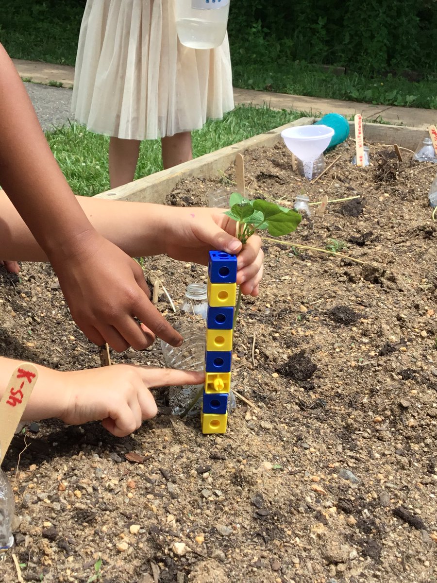 SlavinTeach's tweet image. @OakridgeKinder beans are off to the races! One class planted seeds during @OakridgeMosaic today, &amp;amp; another is measuring in #CUBEProgram. All plants have a  recycled irrigation system... we’re making our gardens a friendly place for @Pollinators. @APSscience @APSMath @APS_STEM