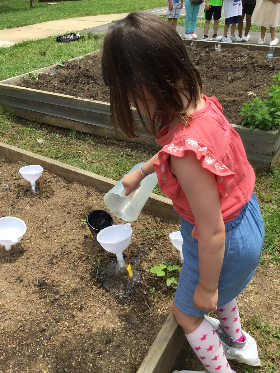 SlavinTeach's tweet image. @OakridgeKinder beans are off to the races! One class planted seeds during @OakridgeMosaic today, &amp;amp; another is measuring in #CUBEProgram. All plants have a  recycled irrigation system... we’re making our gardens a friendly place for @Pollinators. @APSscience @APSMath @APS_STEM