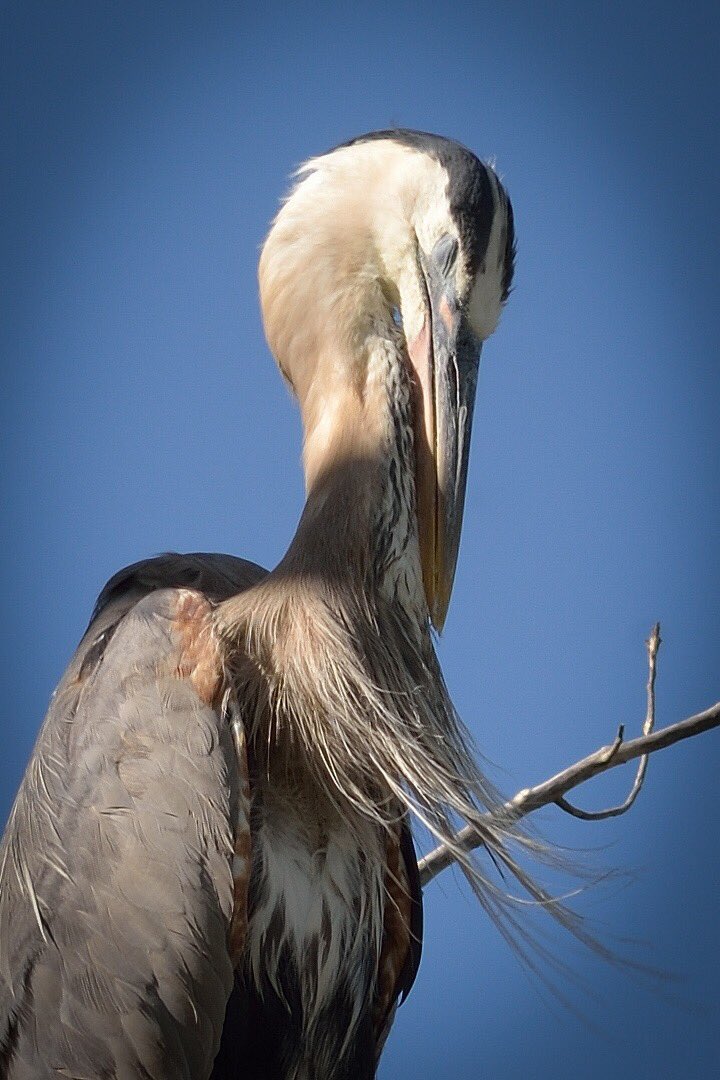 ThColoradoImage's tweet image. Great Blue Heron at Colorado River Park
