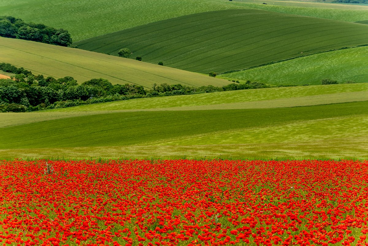 andrewhasson's tweet photo. Sussex today #Brighton #poppies #farming #landscapes #vista #beautiful #redgreencolourblind https://t.co/MVD8ozdYKE