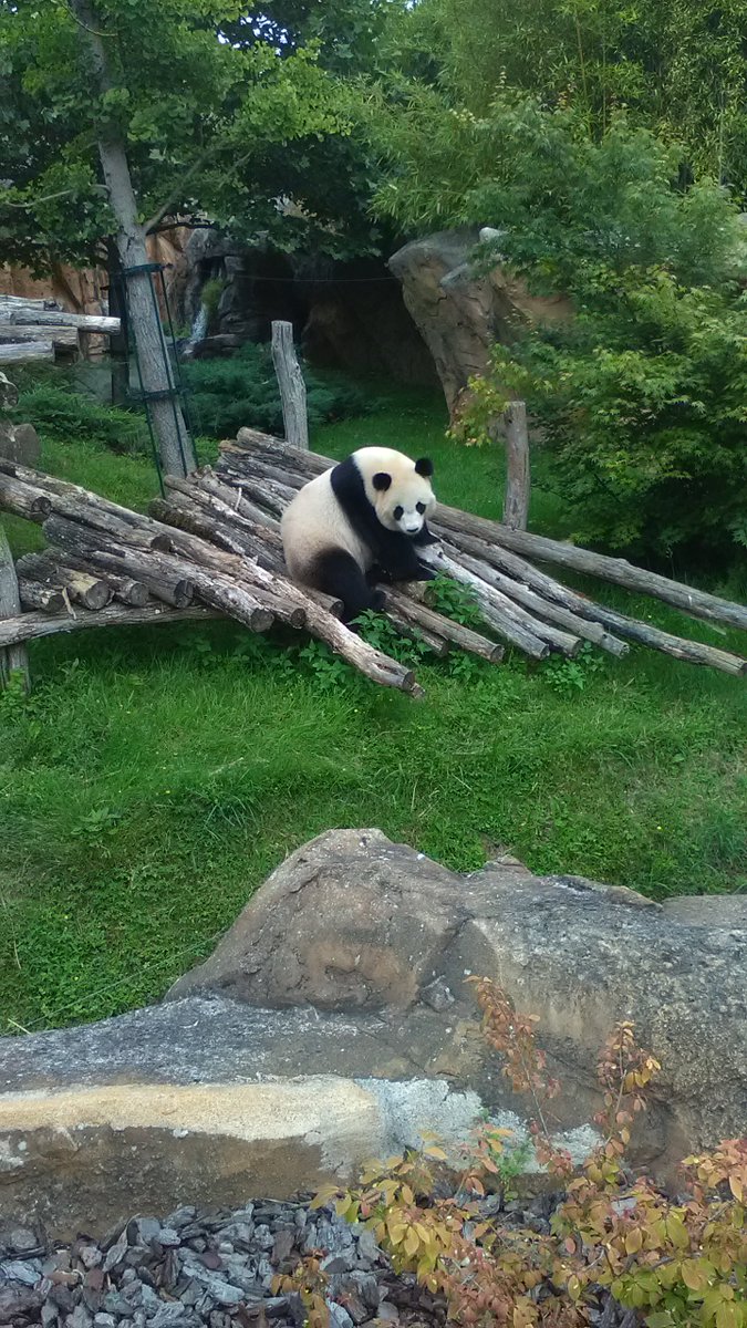 BaudierThomas's tweet photo. Après les châteaux, les pandas du zoo de #Beauval https://t.co/UmuFPI1ZVE