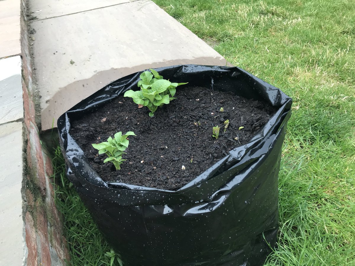 danmeg1212's tweet photo. @McCainFoodsGB @AHDB_Potatoes Emergence after 7 days (although a little uneven) I would now class as marking the rows! #potatoes 🥔🍟 https://t.co/XcR7ysoFOM