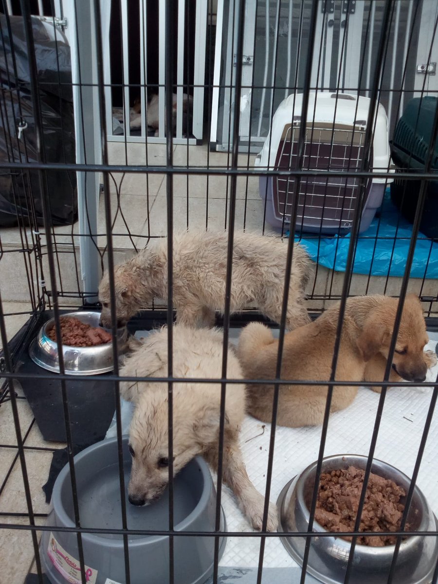sara_turetta's tweet photo. Lots of #puppies and #kittens were dumped during the last weeks at our facility in southern east #Romania. We have cages even under the porch with #animals treated or neutered. Permanent #emergency. #wechangelives #weareonamission #dogpopulationmanagement #animalwelfare https://t.co/IRdvmCYvbJ