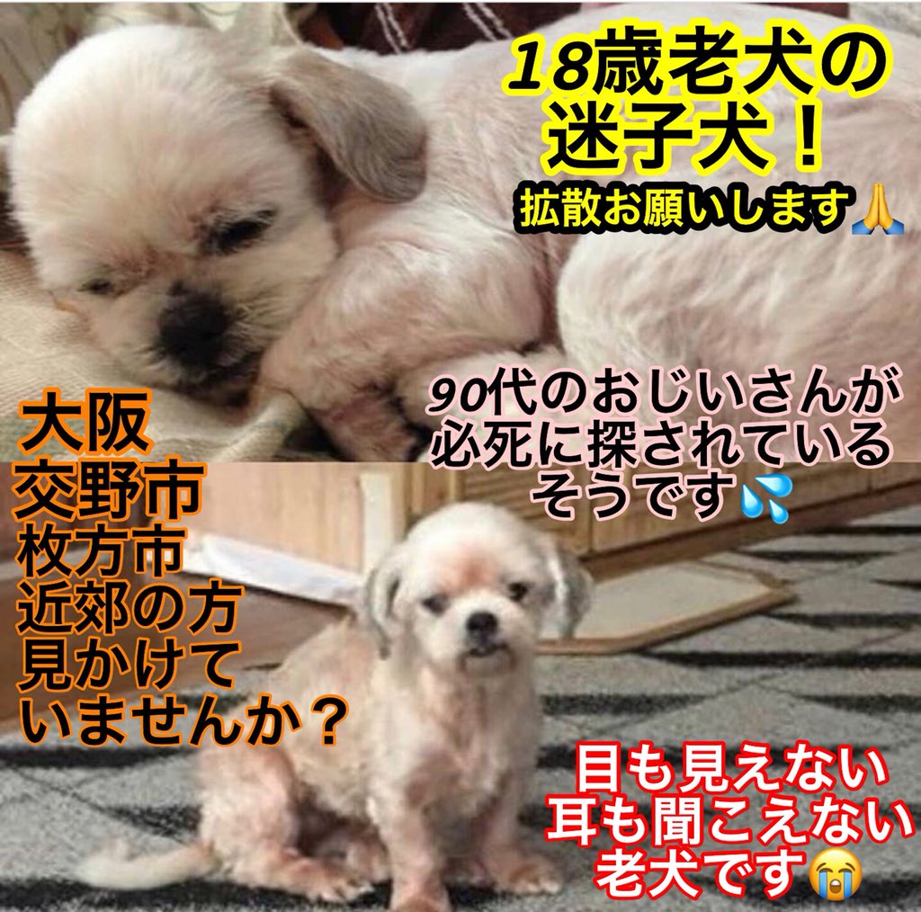 Ka Ri Na参上 ฅ ﻌ ฅ 迷子犬 拡散希望 代理投稿です 目も見えない耳も聞こえない老犬18歳のモモちゃんが6月4日から迷子になっています 安否が心配です 飼い主の90代のおじいさんが必死に探されているとの事です 大阪 交野市 枚方市 近郊